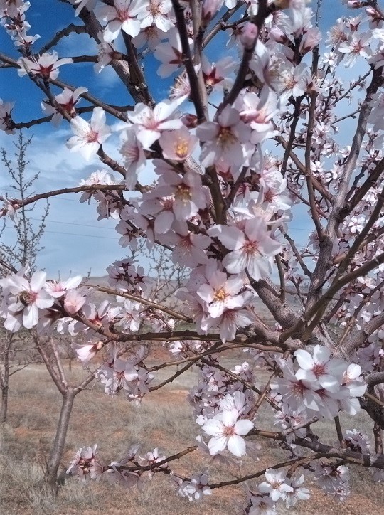 Almond blossoms heralded spring